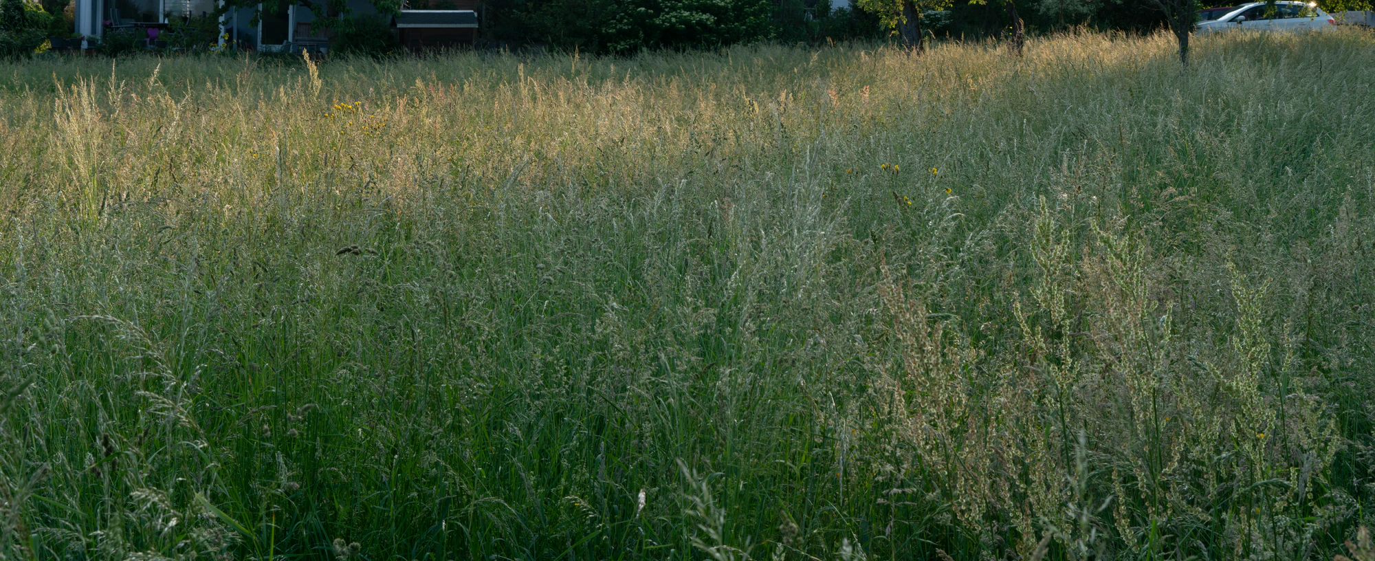 high grass 010 — Скачать