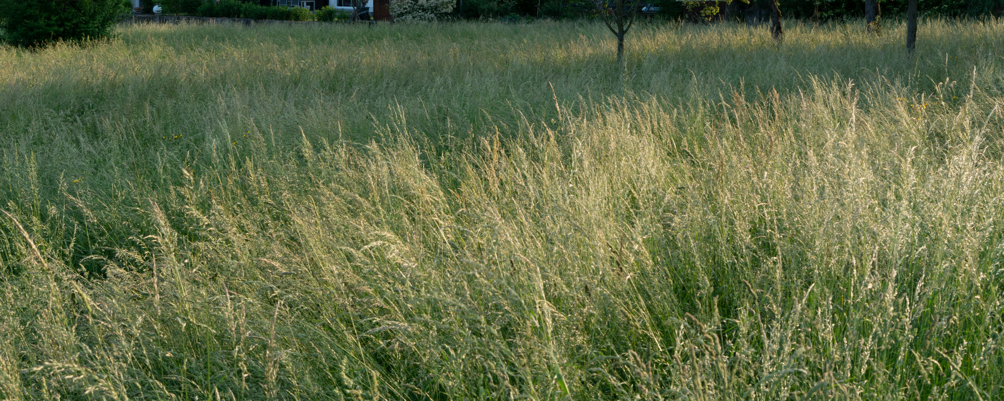 high grass 011 — Descargar