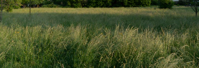 high grass 012 — Descargar