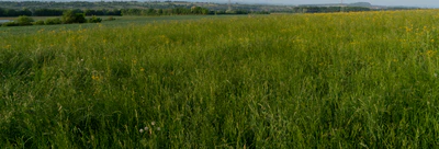 high grass 013 — Descargar