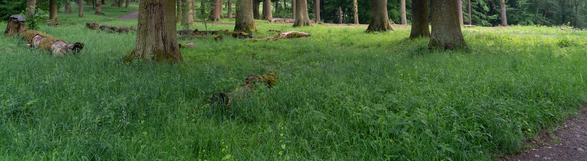 high grass 014 — Descargar