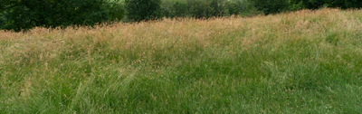 high grass 015 — Download