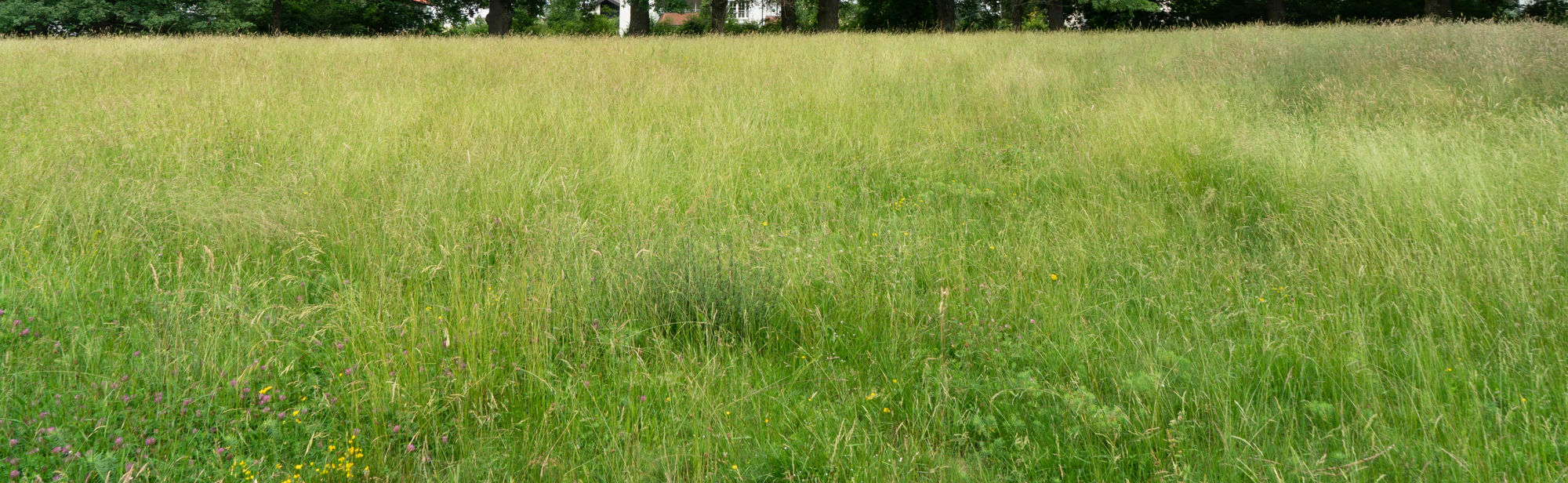high grass 016 — Скачать