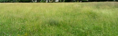 high grass 016 — Скачать