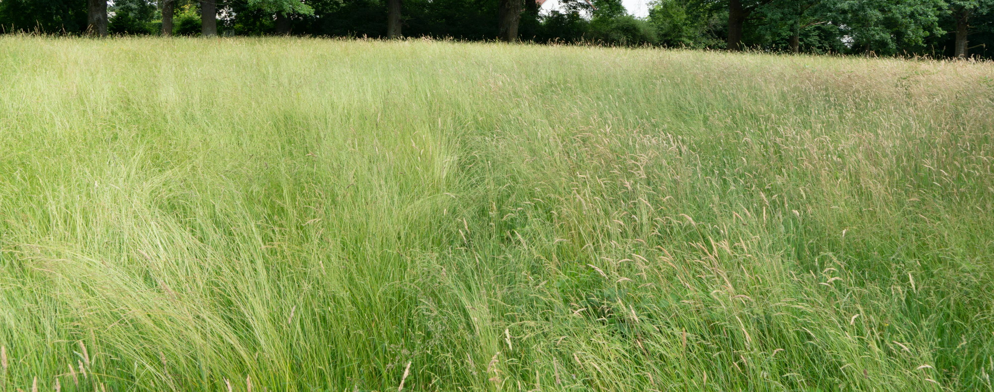 high grass 017 — Descargar