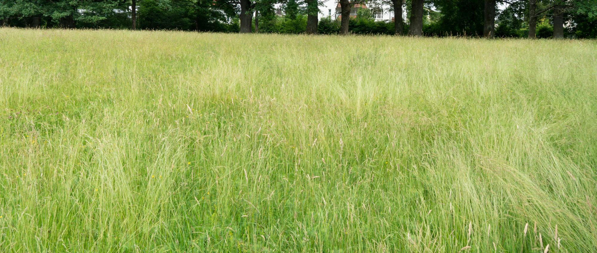 high grass 018 — Descargar