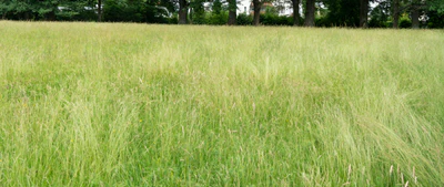 high grass 018 — Descargar