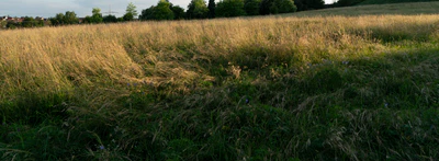 high grass 019 — Descargar