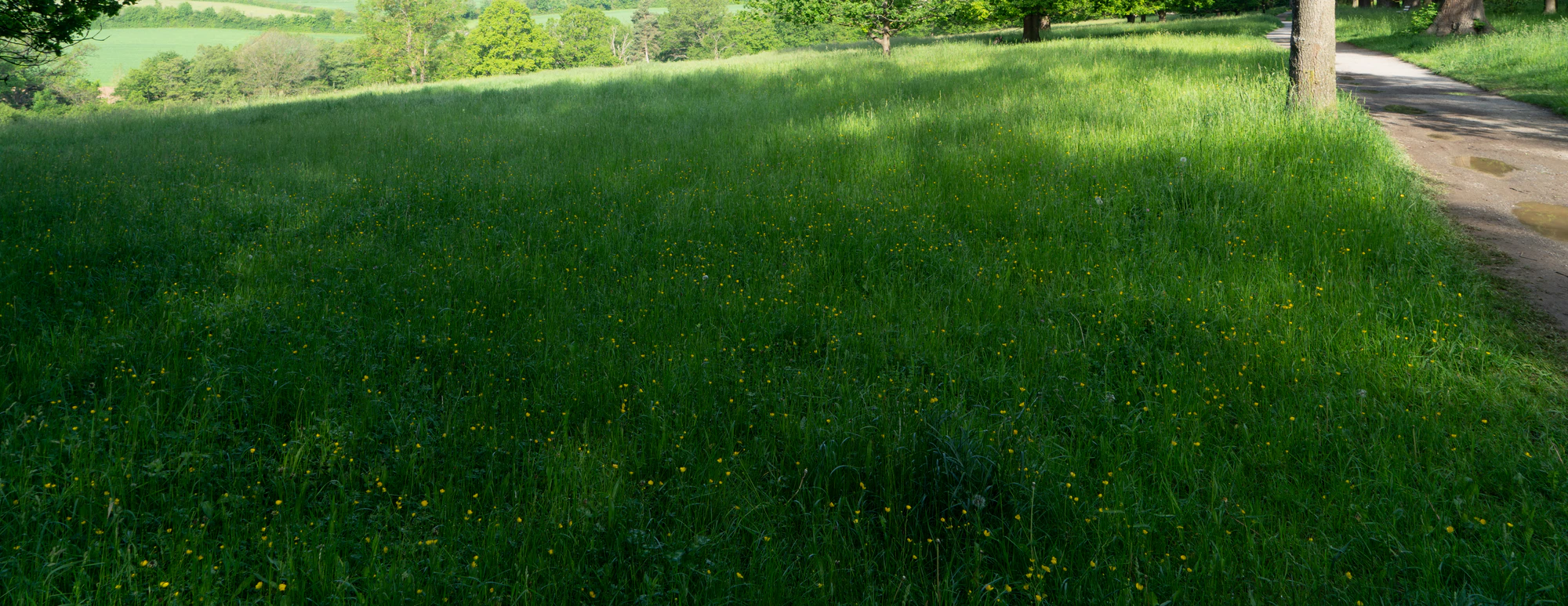 high grass 020 — Descargar