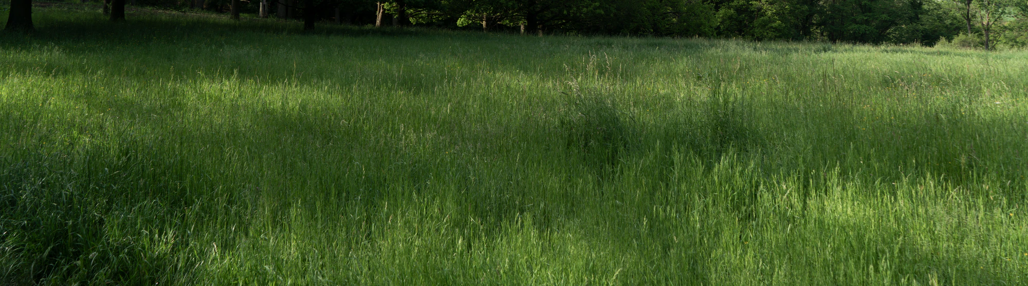 high grass 021 — Скачать