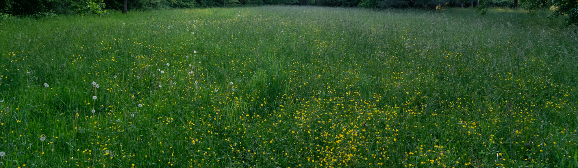high grass 022 — Descargar