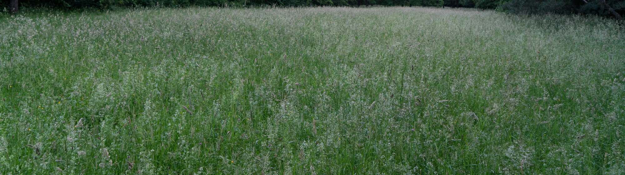 high grass 023 — Descargar