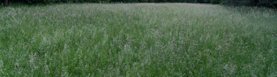 high grass 023 — Descargar