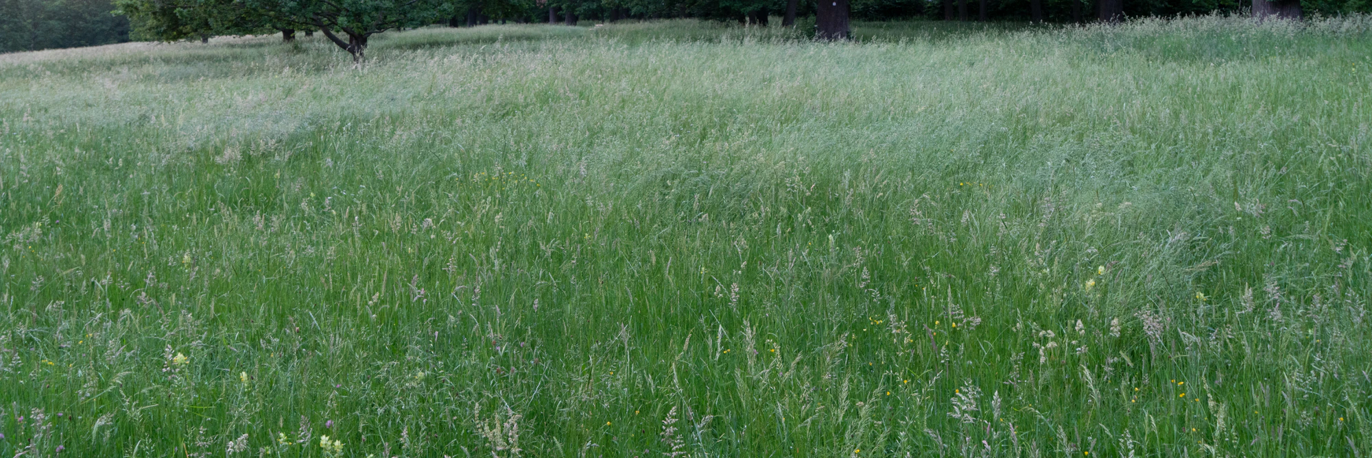 high grass 024 — Descargar