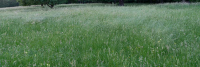 high grass 024 — Descargar
