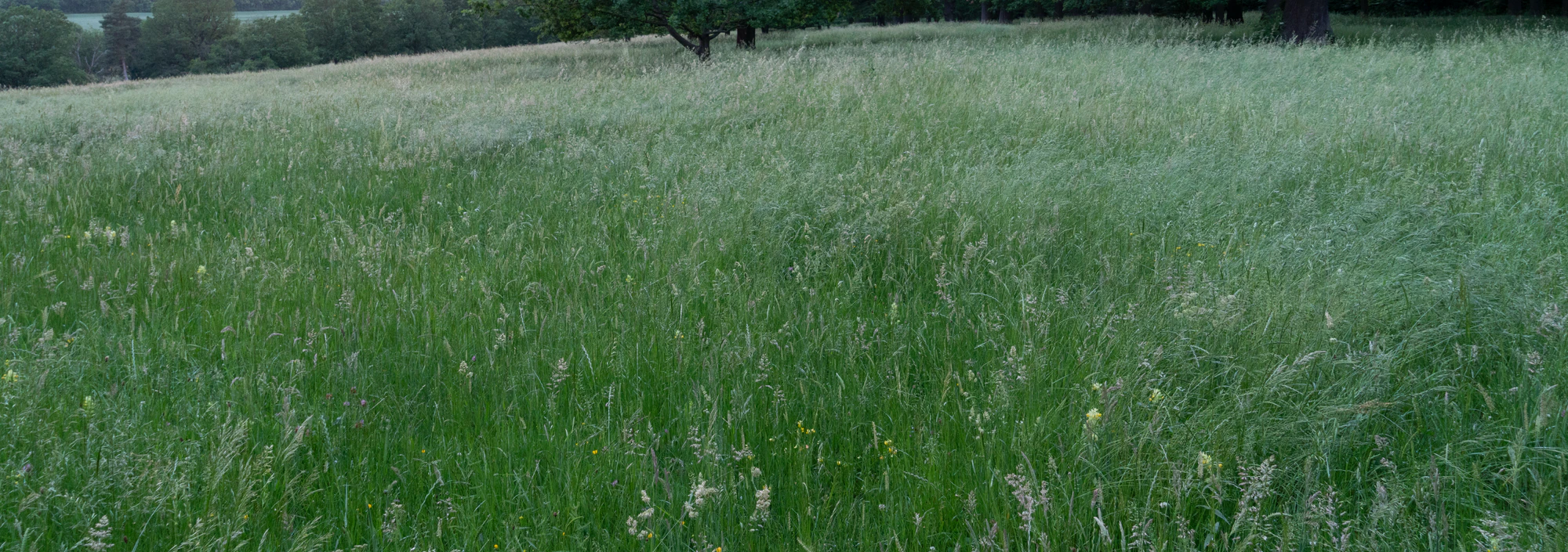 high grass 026 — Descargar