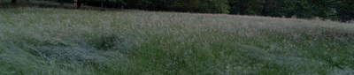 high grass 029 — download