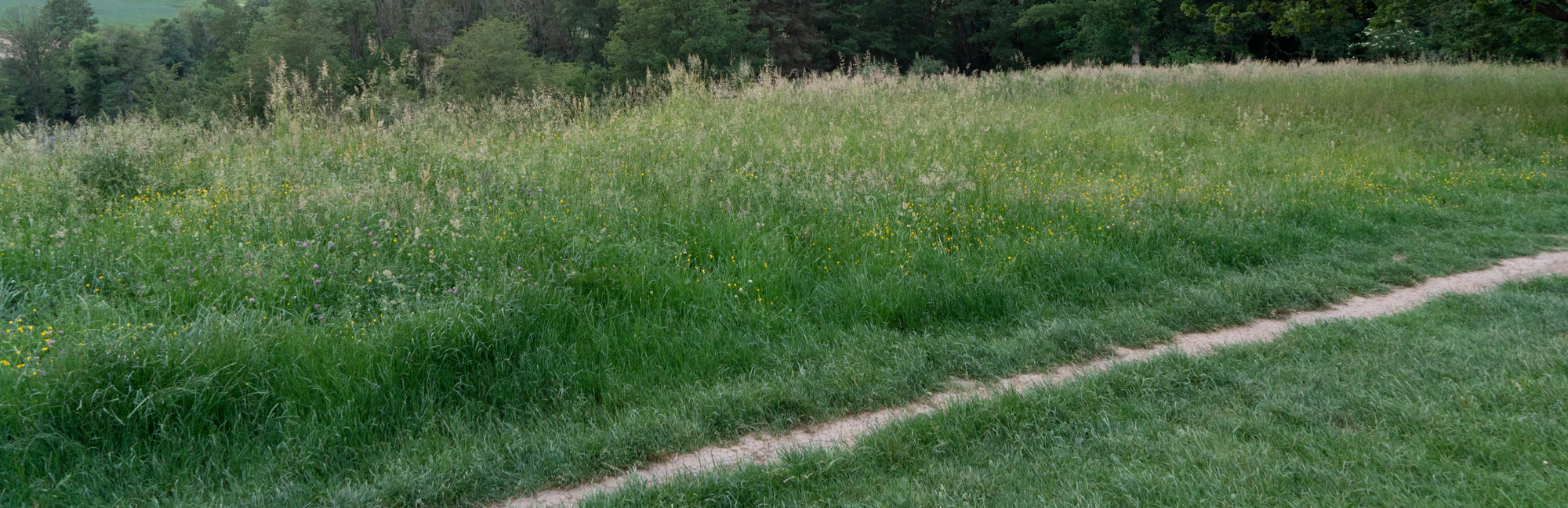 high grass 030 — Descargar