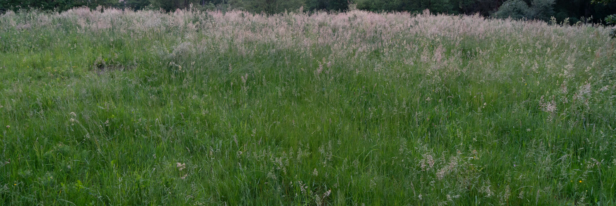 high grass 032 — Скачать