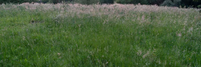 high grass 032 — Скачать