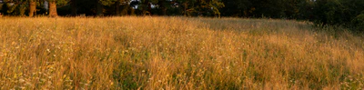 high grass 033 — download