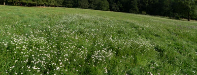 high grass 034 — Descargar