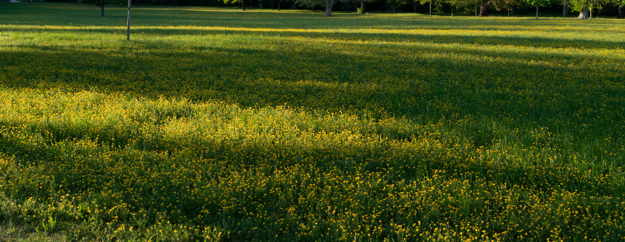 high grass 036 — Descargar