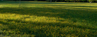 high grass 036 — Descargar