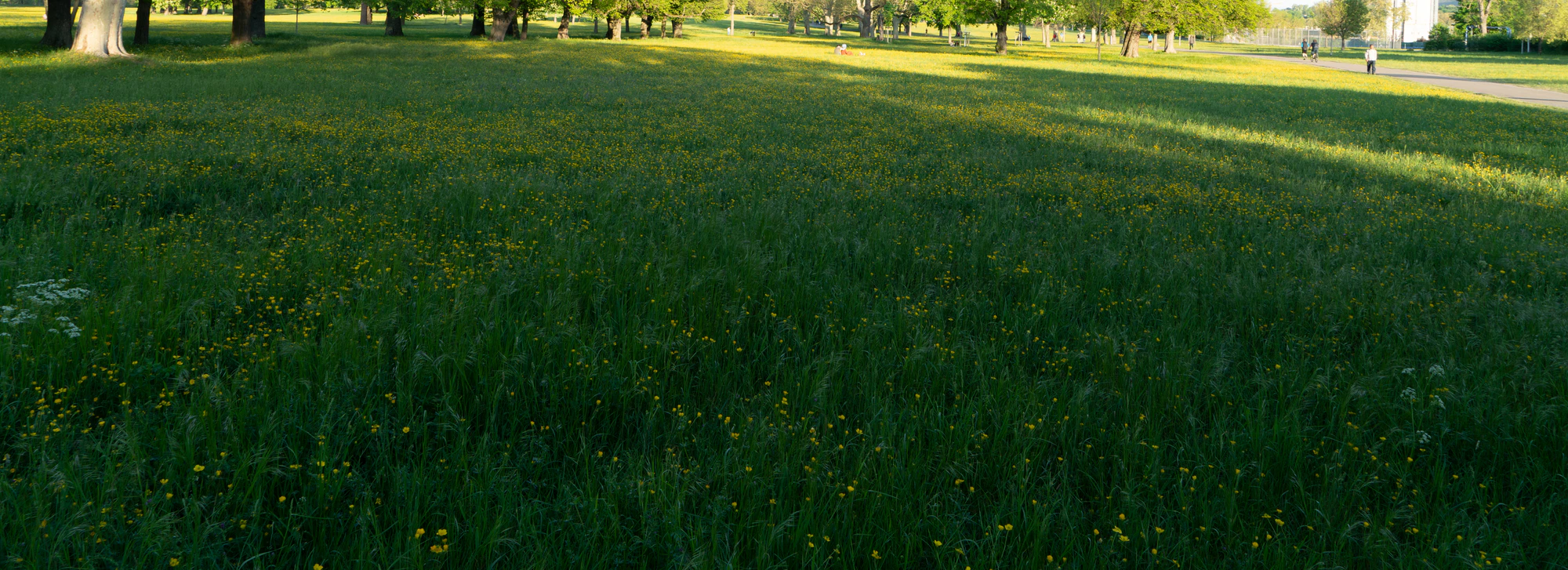 high grass 038 — Descargar