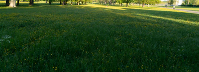 high grass 038 — Descargar