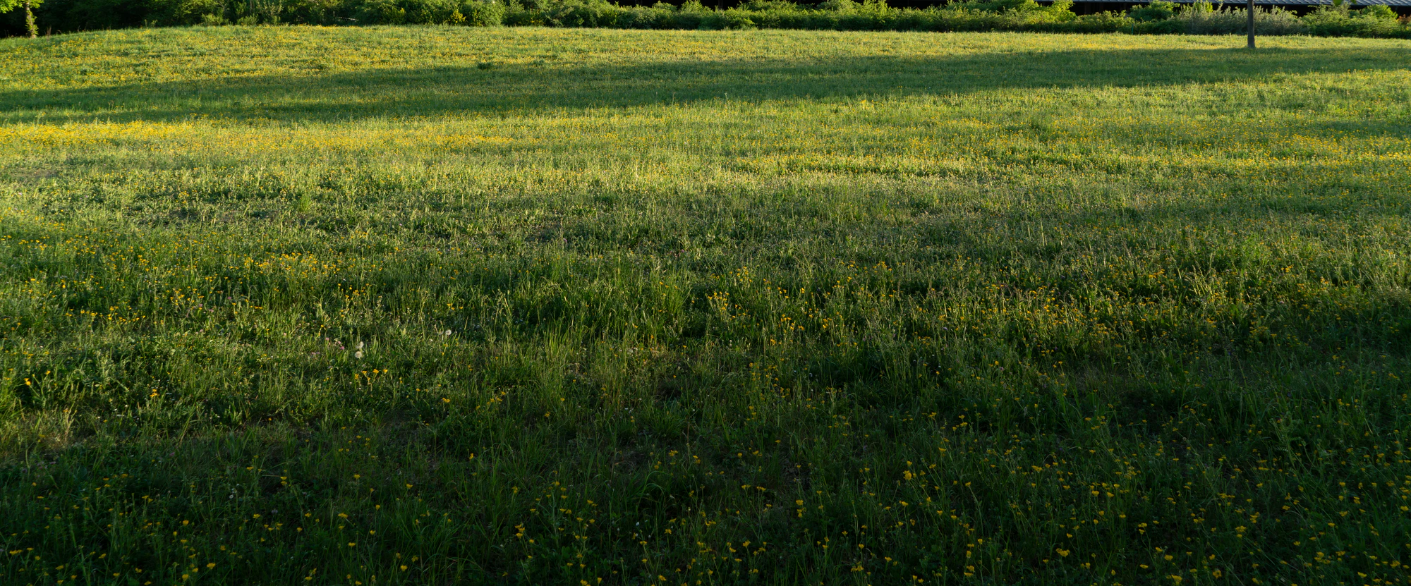 high grass 039 — Скачать