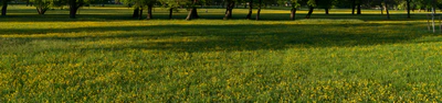 high grass 040 — Descargar