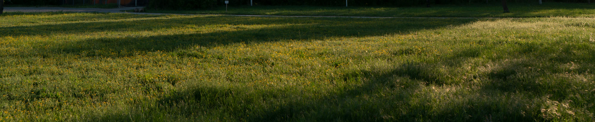 high grass 041 — Descargar