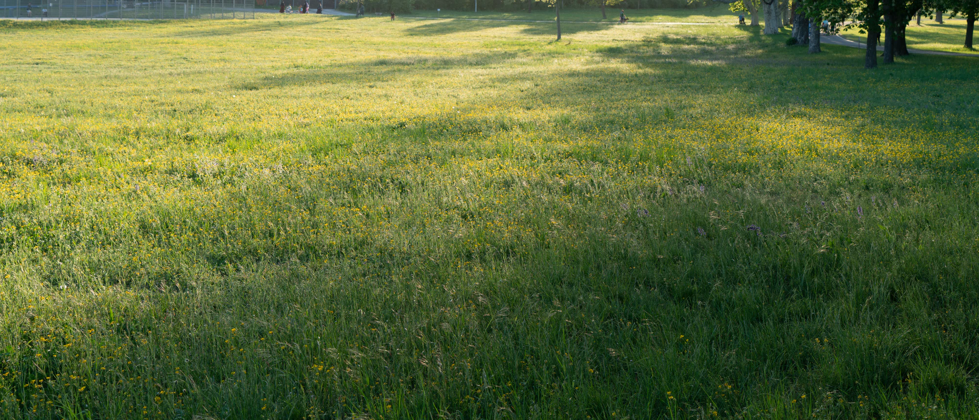high grass 042 — Скачать