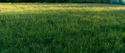 high grass 043 — Descargar