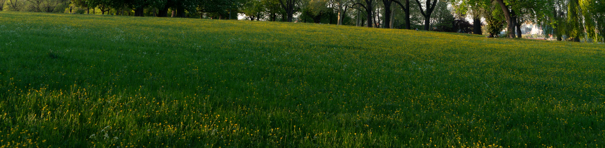 high grass 044 — Скачать