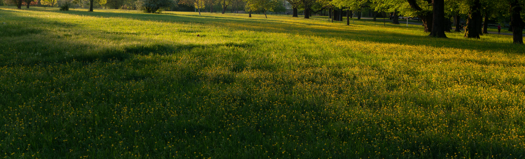high grass 046 — Descargar