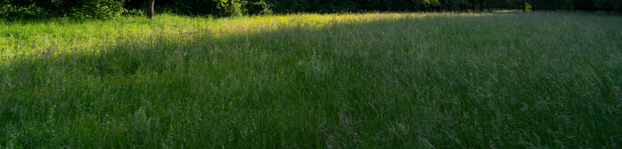 high grass 051 — Скачать