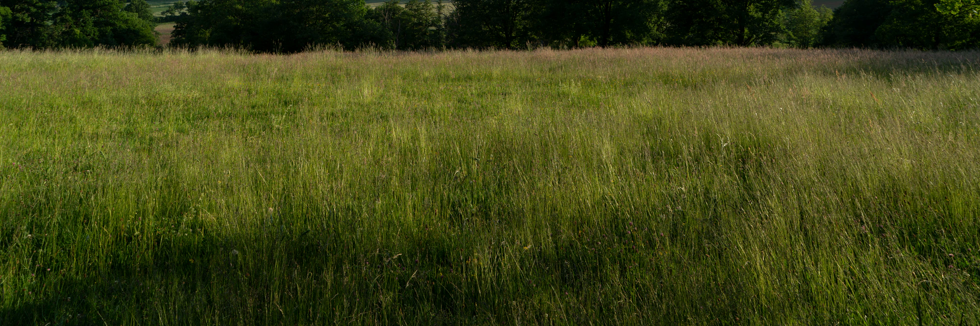 high grass 053 — Descargar