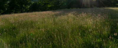 high grass 054 — Скачать