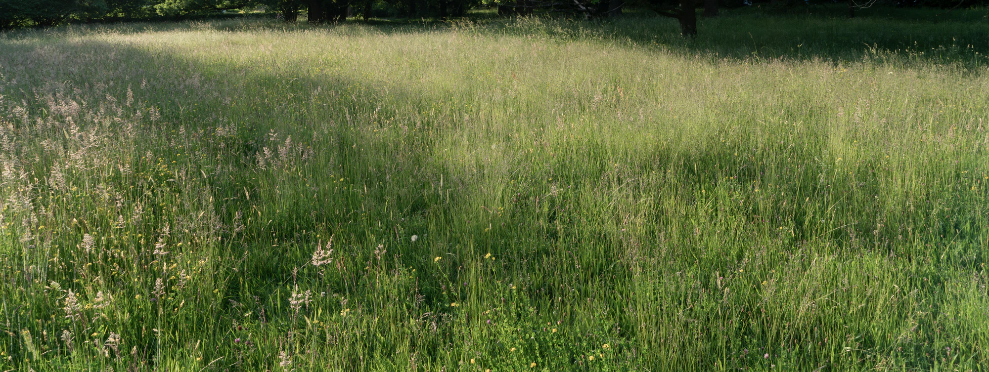 high grass 055 — Descargar