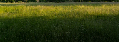 high grass 056 — Descargar