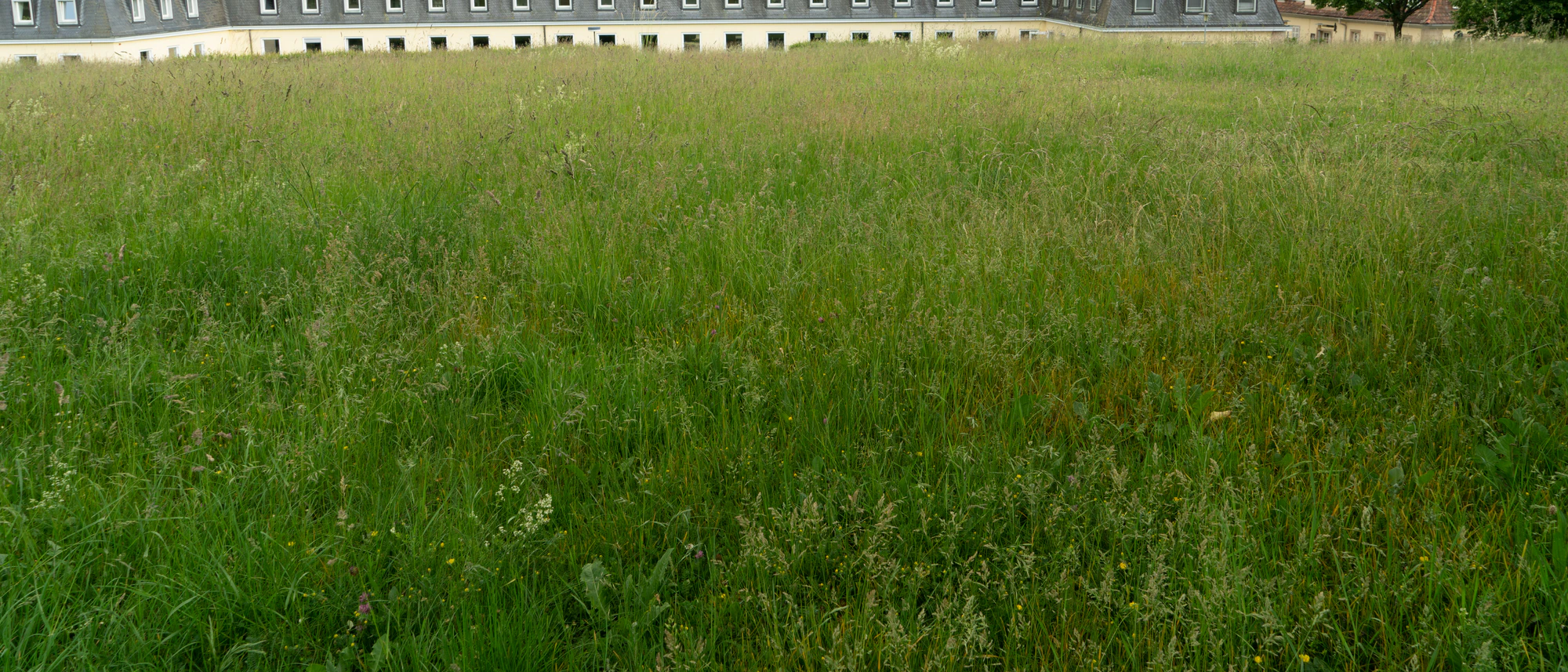high grass 057 — Descargar