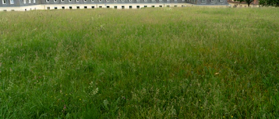 high grass 057 — Descargar