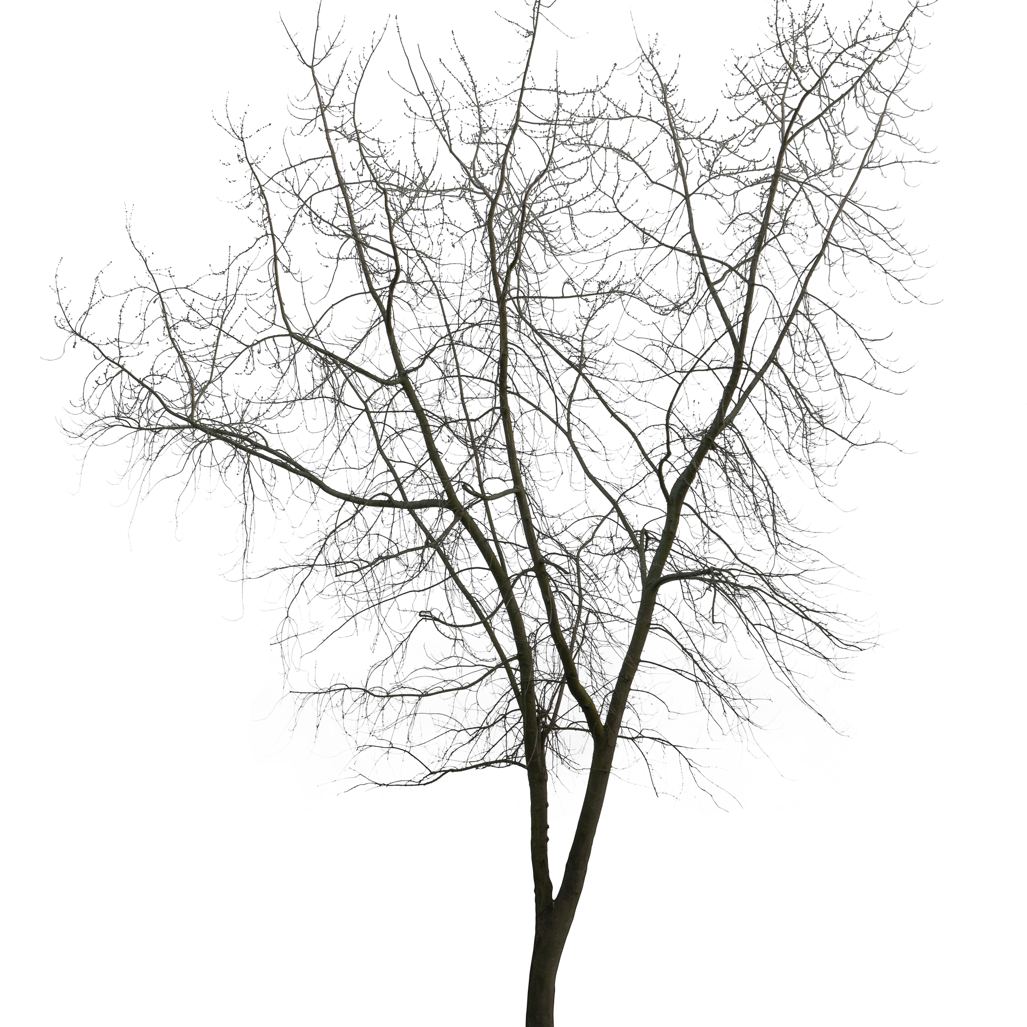 spring tree 001 — Descargar