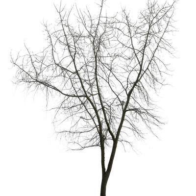 spring tree 001 — Descargar