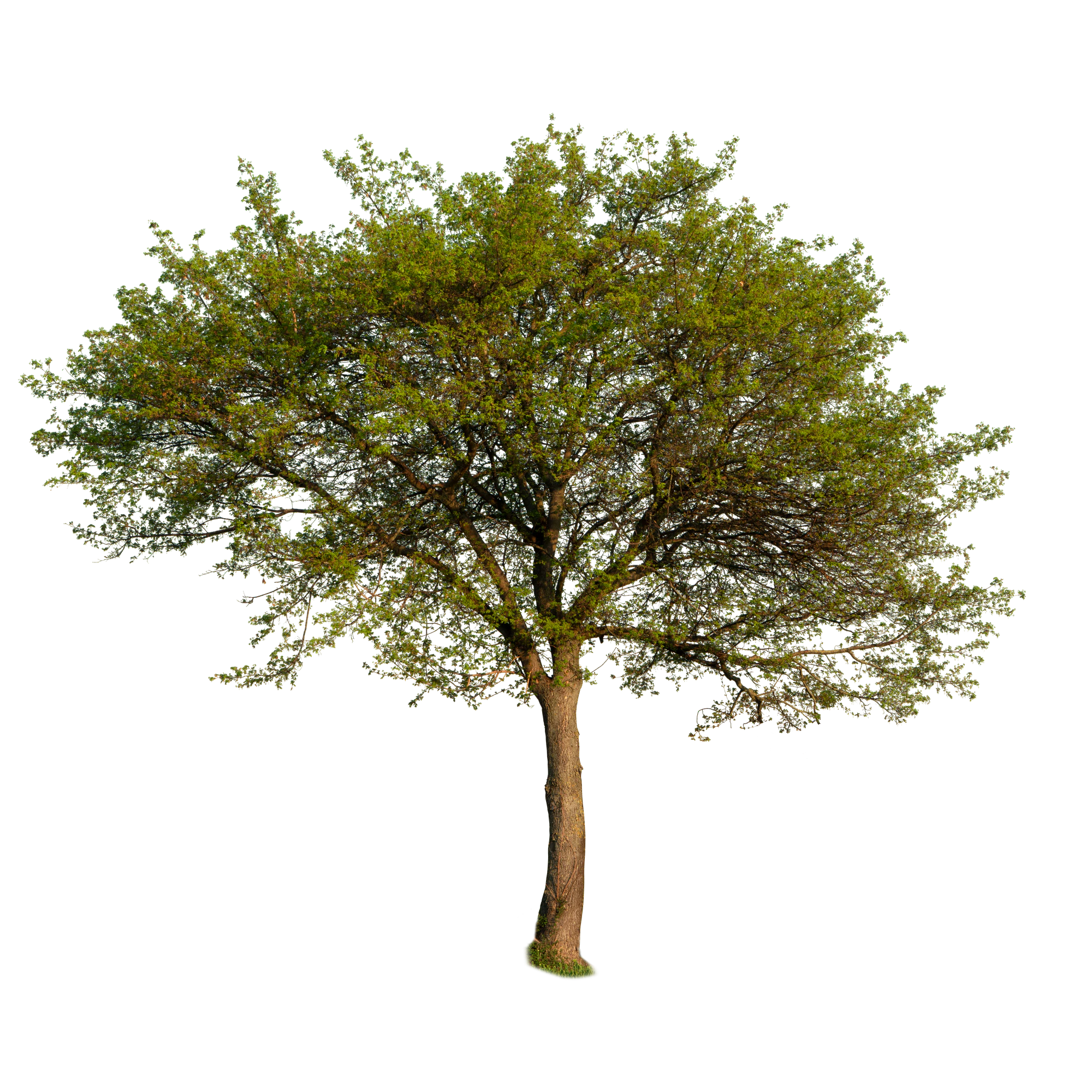 spring tree 002 — Descargar