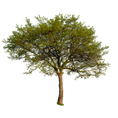 spring tree 002 — Descargar