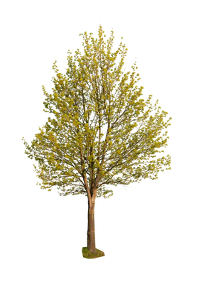spring tree 003 — download