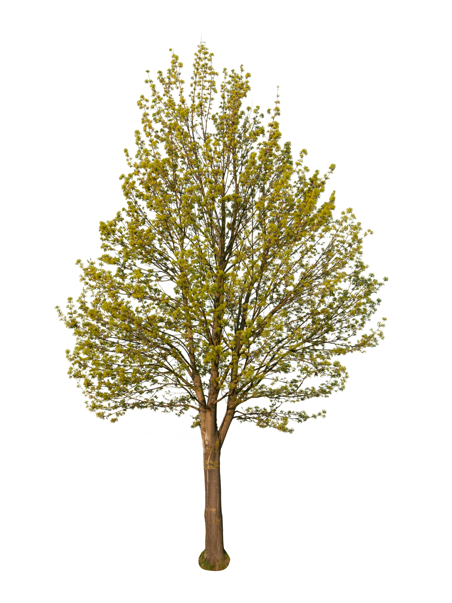 spring tree 004 — Descargar